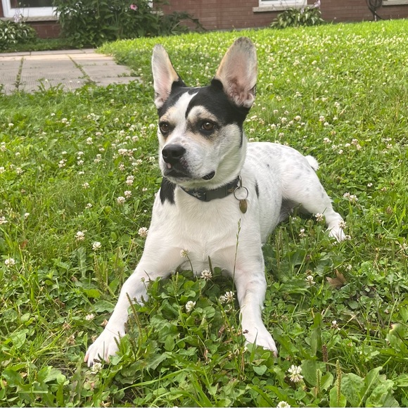 Meet your Posher, Pamela - Picture 2 of 3